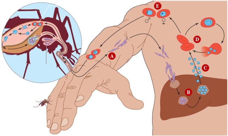 <strong>Figure 21.15 Refer to the accompanying figure for questions . At which stage does the Plasmodium (malaria) parasite reproduce asexually and mature into merozoites?</strong> A) A B) B C) C D) D E) E