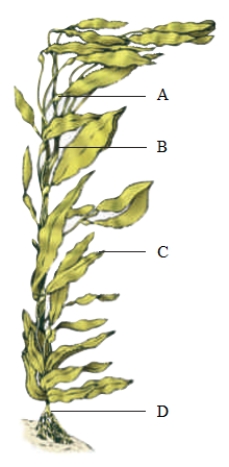 <strong>Portion of Figure 21.17 Refer to the accompanying figure for questions The organism shown in the accompanying figure belongs to the ____ group.</strong> A) kinetoplastids B) diplomonads C) green algae D) red algae E) brown algae