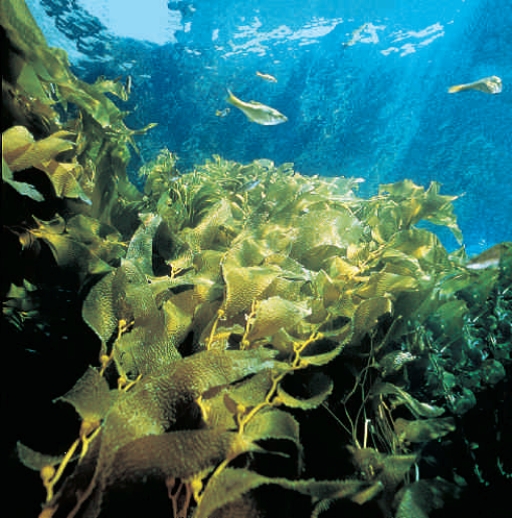 <strong>Figure 21.17A The kelp shown in the accompanying figure represents the ____ stage in its life cycle.</strong> A) spore-bearing B) gamete-forming C) haploid D) motile E) feeding