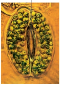 <strong> Mosses have ____.</strong> A) xylem B) lignin C) true stems D) rhizoids E) independent sporophytes