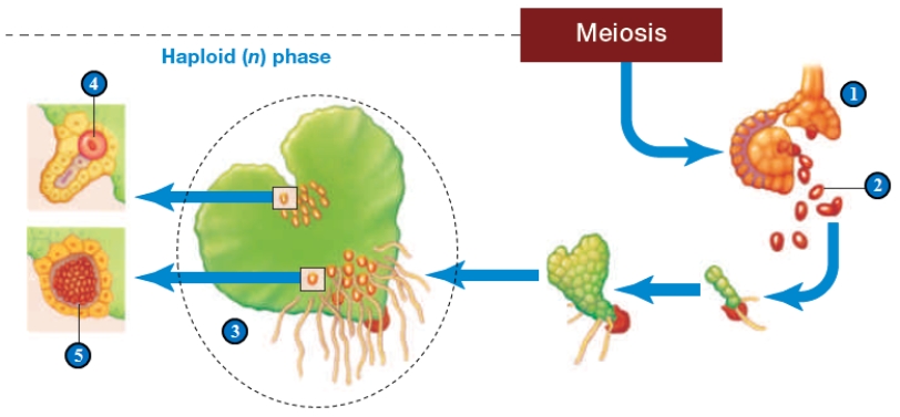 <strong> Refer to the figure above for questions In the illustration above showing the haploid phase in the life cycle of a fern, what part represents the male gametangium?</strong> A) 1 B) 2 C) 3 D) 4 E) 5