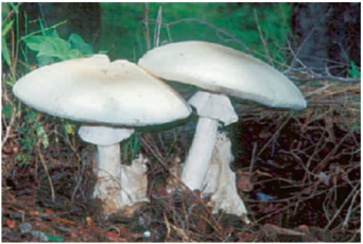 -The accompanying figure is of one of the most poisonous mushrooms. Four of the following statements about this fungus are true. Which is the exception?