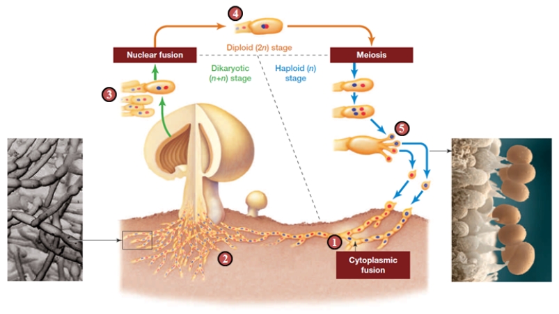 <strong>  The structures labeled 5 in the figure are ____.</strong> A) ​Zygospores B) ​haploid spores C) ​Ascospores D) ​Gametes E) ​Zygotes <div style=padding-top: 35px> 