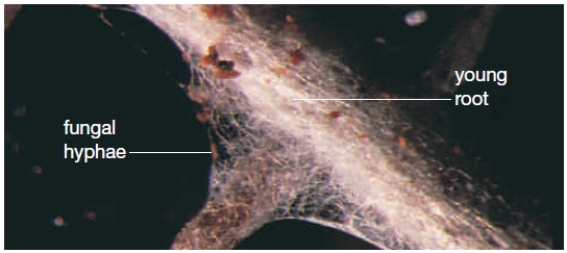 <strong>Figure 23.16A​   Four of the following statements are true of the organism depicted in the figure above. Which one is the exception?</strong> A) ​It represents a symbiotic relationship. B) ​It contains two different organisms. C) ​It decreases the absorptive surface of the partner. D) ​It can live in harsh climates. E) ​It can break down the bedrock it colonizes. <div style=padding-top: 35px> 