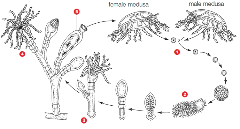 Figure 24.10 -In the accompanying figure, an asexually reproducing individual is indicated by _____.