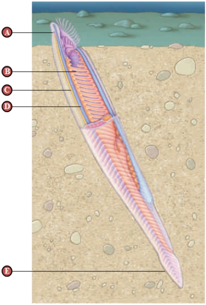Figure 25.2 Use the illustration above to answer the question -Consider the accompanying figure. Four of the following are true statements about the structure indicated by D. Which statement is false?