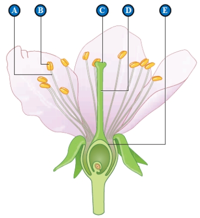 Figure 29.2A Use the accompanying figure to answer the following question. -The letter B in the accompanying figure represents the ____