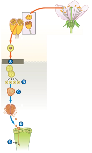Figure 29.9 Use the accompanying figure to answer the following four questions. -Sperm cells are indicated by the letter ____.