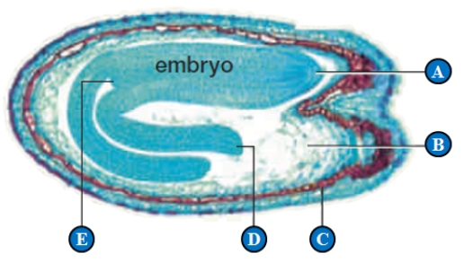 Figure 29.12 C Use the accompanying figure of a Capsella seed to answer the following three questions. -The embryonic root tip is indicated by the letter ____.