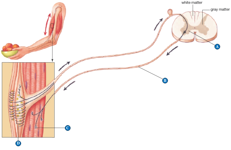 Use the figure above showing a reflex arc to answer the following question. -A region where neurotransmitter molecules stimulate a neuron is indicated by the letter _____.