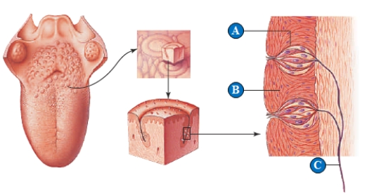 Figure 33.8 Use the accompanying figure to answer the following question. -What letter indicates a taste bud?