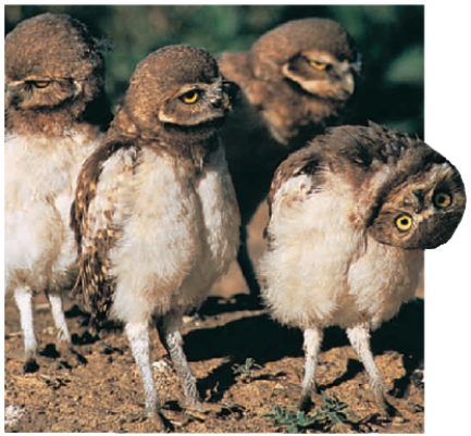 Figure 33.8 -Refer to the accompanying photograph. Which statement best explains why the owl has its head almost upside down?