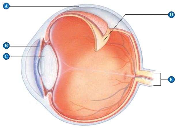 Figure 33.14 Use the accompanying figure to answer the following question. -The structure that protects the eyeball is indicated by the letter ____.
