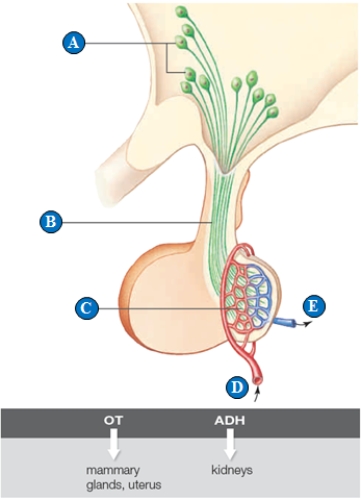 <strong>Figure 34.5A Use the posterior pituitary function illustration above to answer the following three questions. The releasing site for the hormones of this figure is indicated by the letter ____.</strong> A) A B) B C) C D) D E) E