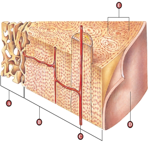 The following question refer to the figure above of a section through bone. -Dense connective tissue is indicated by the letter ____.