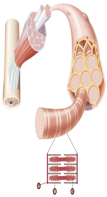 <strong>Figure 35.14 Use the structure of a skeletal muscle figure above to answer the following questions. The structure indicated by the letter B above represents ____.</strong> A) thin filament B) myofibril C) myosin D) thick filament E) muscle fiber