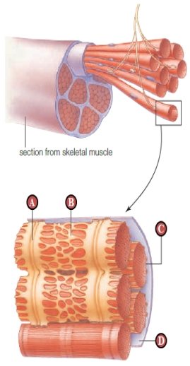 <strong>Figure 35.16 Which of the following is true concerning the pathogen that causes tetanus?</strong> A) The bacteria are airborne. B) The bacteria are spread by respiration. C) The pathogen is a virus. D) The bacteria tend to colonize wounds. E) The toxin produced by the pathogen prevents muscle contraction.