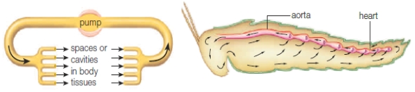 <strong>Figure 36.2A Circulation in the above diagram functions primarily as a(n) ____.</strong> A) closed circulatory system B) open circulatory system C) semi-closed circulatory system D) system of exchange using capillaries E) continuous system of vessels