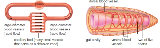 <strong> Circulation in the accompanying diagram functions primarily as a(n) ____.</strong> A) an open circulatory system B) system consisting of mostly of tissue spaces C) closed circulatory system D) interstitial fluid system E) three-directional system