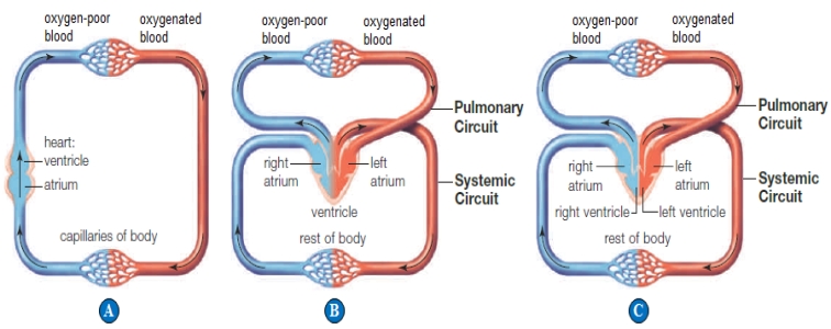 Use the figure above to answer the following questions. -A circulatory system that allows some mixing of oxygenated and oxygen-poor blood is indicated by the letter(s) ____.