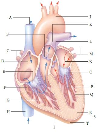  Use the figure above to answer the following question. -The anatomical structure identified with the letter R in the figure above is the ____.