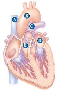  Use the figure above to answer the following questions. -The valve between C and E is the ____.