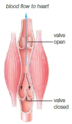 <strong> The anatomical structure shown in the accompanying figure is of ____.</strong> A) venous valves B) pulmonary veins C) the inferior valve D) the right myocardial sac E) the heart apex