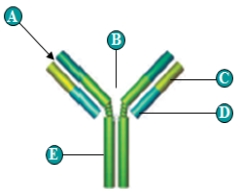 <strong>Figure 37.10A The following two questions refer to the antibody structure figure above. What is characteristic of adult frogs?</strong> A) gills B) sucking air into their lungs C) countercurrent exchange D) pushing air into their lungs E) drawing water by inhalation across their gills