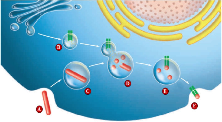 <strong>Figure 37.13 Use the figure above depicting antigen processing to answer the following two questions. The letter F in the accompanying figure represents ____.</strong> A) complement B) MHC markers with antigen expressed to the surface of a cell C) lysosome fusing with a phagosome D) plasma membranes fusing E) MHC recycling