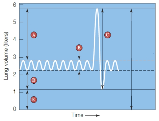 <strong>Figure 38.16 The following three questions refer to the figure above. Contraction of the diaphragm ____.</strong> A) diminishes the volume of the thoracic cavity B) increases the volume of the thoracic cavity C) pushes the rib cage downward D) causes external intercostal muscles to relax E) decreases lung capacity