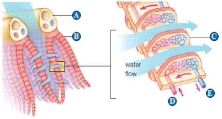 Figure 38.9 The following two questions refer to the figure above showing a fish gill filament. -Paired lungs are characteristic of ____.