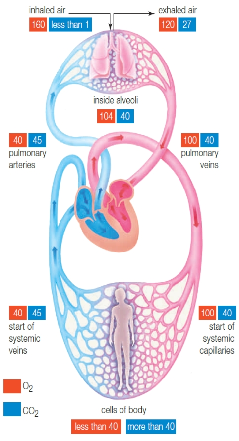 Use the figure above to answer the following question. -Most of the carbon dioxide produced by the body is transported to the lungs ____.