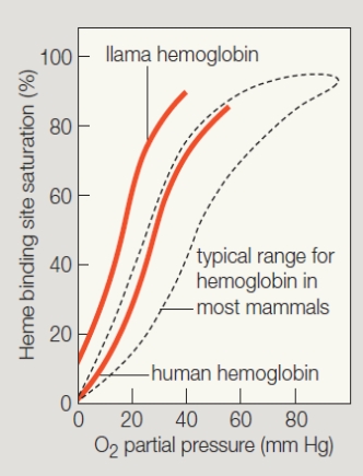 <strong> Use the figure above to answer the following question. At what partial pressure of oxygen do half the heme groups in human blood have bound oxygen?</strong> A) 30 mm Hg B) 100 mm Hg C) 70 mm Hg D) 104 mm Hg E) 120 mm Hg