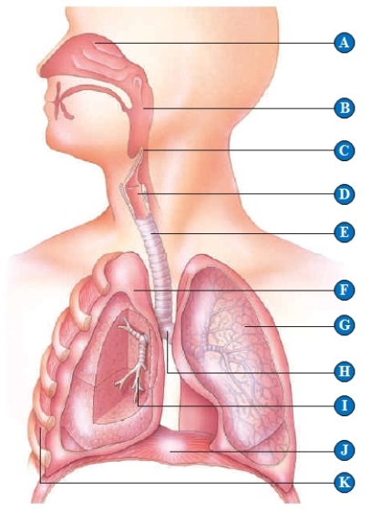   -larynx 