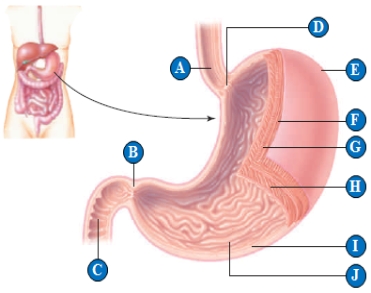 . Use the figure above to answer the following question -The structure designated by the letter B in the above figure is called the ____.