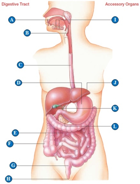 Figure 39.4 ​    -oral cavity 