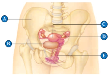 Use the figure above to answer the following question. -The letter B above represents the ____.
