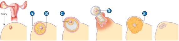 Use the figure above showing cyclic events in a human ovary to answer the following question. -The corpus luteum is indicated by the letter ____.