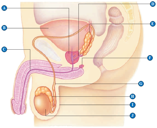   -urinary bladder​ 
