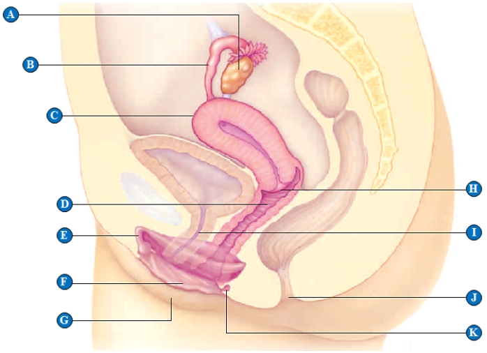   -uterus​ 