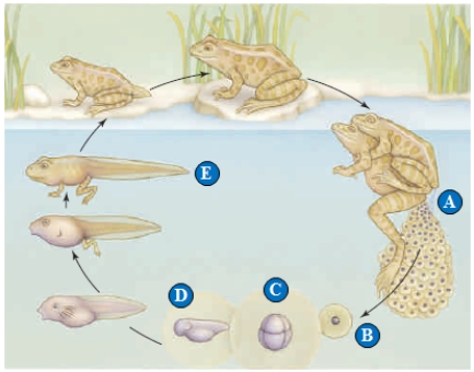 The following questions refer to the figure above illustrating frog development. -Organ formation is occurring at ____.