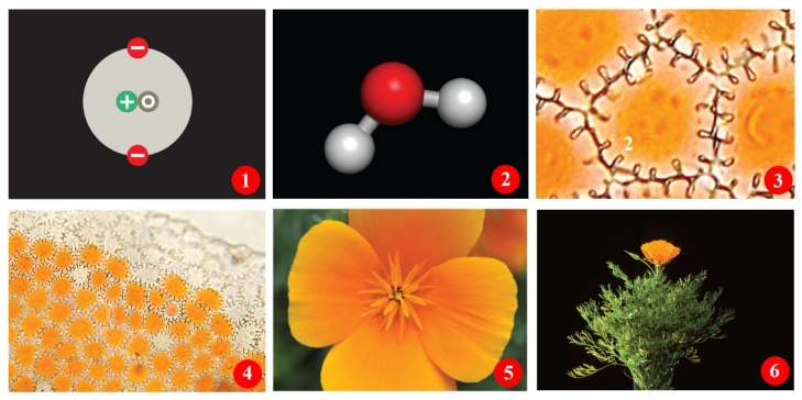 <strong>Figure 1.3 In Figure 1.3,illustrating the levels of life's organization,what is represented in frame 3? </strong> A) Atom B) Tissue C) Molecule D) Organ E) Cell