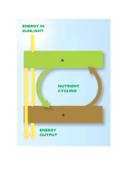 <strong>Figure 1.4 In Figure 1.4,A and B should be labeled,respectively,____ and _____. </strong> A) consumers; producers B) decomposers; producers C) producers; redistributors D) producers; consumers E) consumers; decomposers