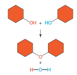 Figure 3.7B -The figure above illustrates a ____ reaction that produces one ____ and a ____.