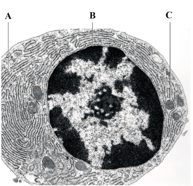 <strong>Figure 4.9 The part labeled B in the accompanying figure is ____. </strong> A) a nucleus B) a Golgi body C) endoplasmic reticulum D) a vacuole E) a nucleoid