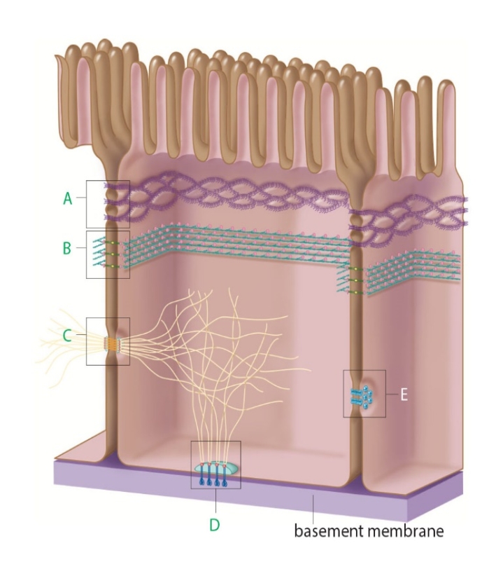 <strong>Figure 4.23A The structure labeled A in the accompanying figure ____. </strong> A) prevent movement of materials between cells B) are found in tissues subjected to stretching C) allow the free passage of materials between cells D) are found mostly in heart muscle E) are found in most tissues except in the stomach
