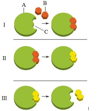 <strong>?What is the item labeled B in the accompanying figure?    </strong> A) The enzyme B) The substrate C) The active site D) The transition state E) The product <div style=padding-top: 35px> 