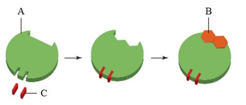   In the image above,the substance indicated as C is a(n)_____. 