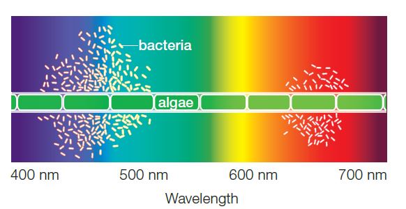 <strong> Figure 6.5B - Refer to the figure above illustrating the results from Engelmann's investigation.The best light to grow the alga in is ____,according to the figure. </strong> A) blue-violet B) blue-green C) green-yellow D) yellow-orange E) orange-red