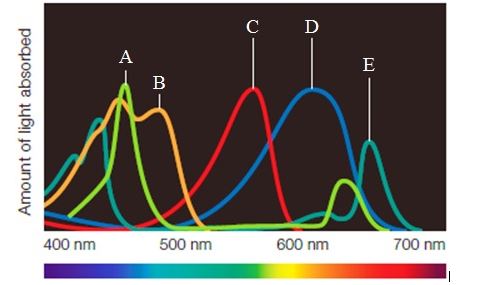 <strong>Use the figure below to match the pigments' description with their absorption spectra. Figure 6.5C -Potent antioxidant and signaling molecule found in carrots</strong> A)Peak A B)Peak B C)Peak C D)Peak D E)Peak E